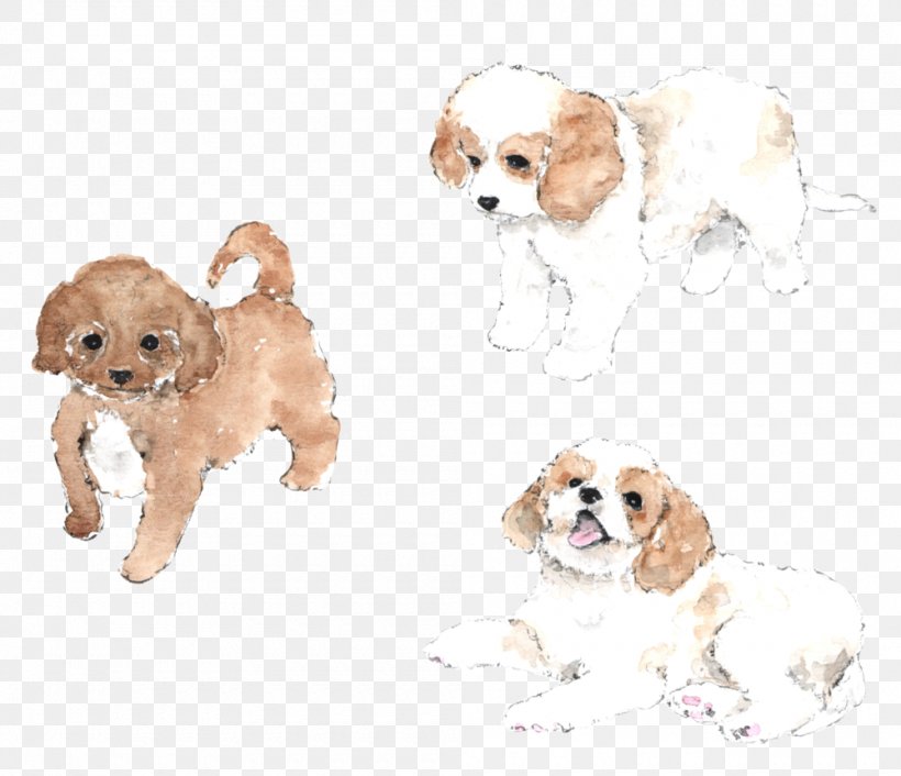 Cavachon Cavapoo Cavalier King Charles Spaniel Cockapoo American Cocker Spaniel, PNG, 1000x861px, Cavachon, American Cocker Spaniel, Bichon Frise, Carnivoran, Cavalier King Charles Spaniel Download Free