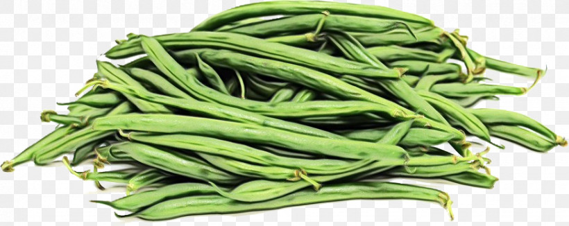 Green Beans Vegetable Bean Lima Bean Commodity, PNG, 872x347px, Watercolor, Bean, Commodity, Green, Green Beans Download Free