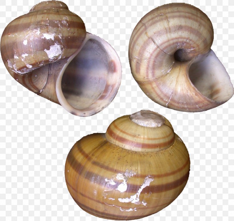 Baltic Macoma Gastropods Snail Operculum Pomacea Maculata, PNG, 910x862px, Baltic Macoma, Ampullariidae, Artifact, Baltic Clam, Clam Download Free
