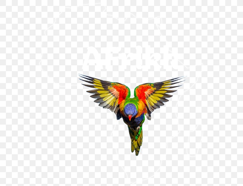 Parrot Bird Loriini Rainbow Lorikeet Pet, PNG, 571x627px, Parrot, Beak, Bird, Bird Feeders, Bird Food Download Free