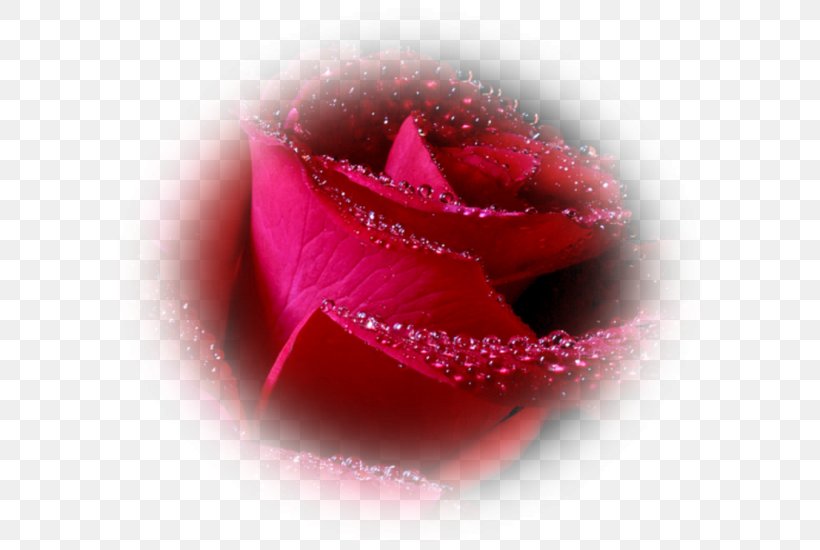 Rose Desktop Wallpaper Flower, PNG, 600x550px, Rose, Blog, Close Up, Facebook Inc, Flower Download Free