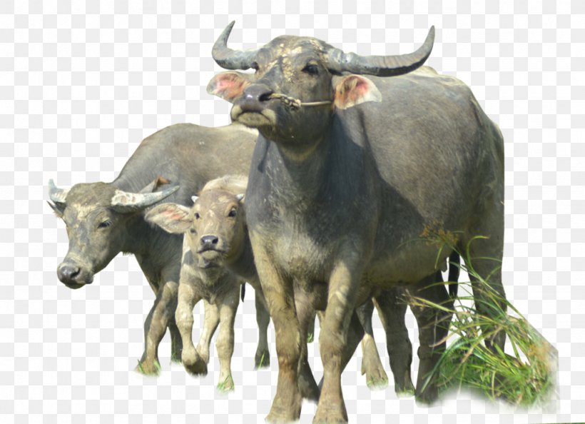 Water Buffalo, PNG, 1024x743px, Water Buffalo, Amazon Kindle, Bull, Cattle Like Mammal, Cow Goat Family Download Free