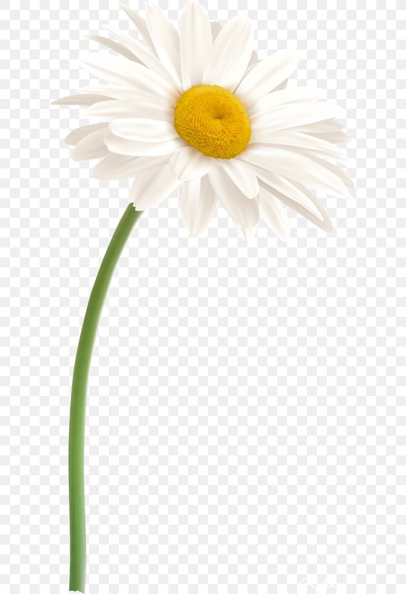 Daisy Family Oxeye Daisy Flower German Chamomile, PNG, 616x1200px, Daisy Family, Chamomile, Cut Flowers, Daisy, Denizbank Download Free