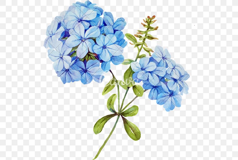 Flower Bouquet Blue Jasmine Stock Photography, PNG, 522x550px, Flower, Blue, Blue Rose, Color, Cornales Download Free