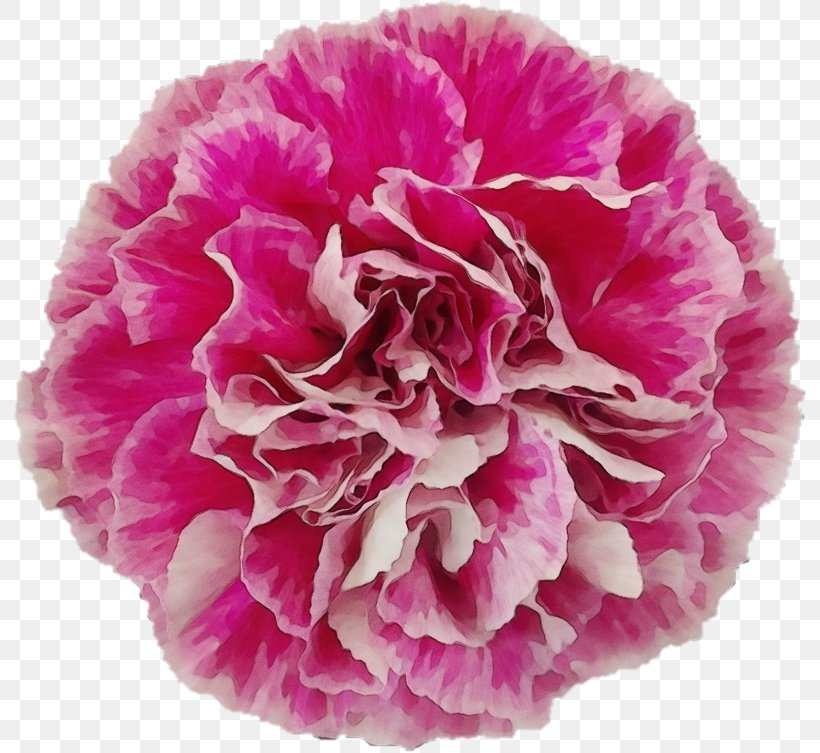 Flowers Background, PNG, 802x753px, Carnation, Chinese Peony, Common Peony, Cut Flowers, Dianthus Download Free