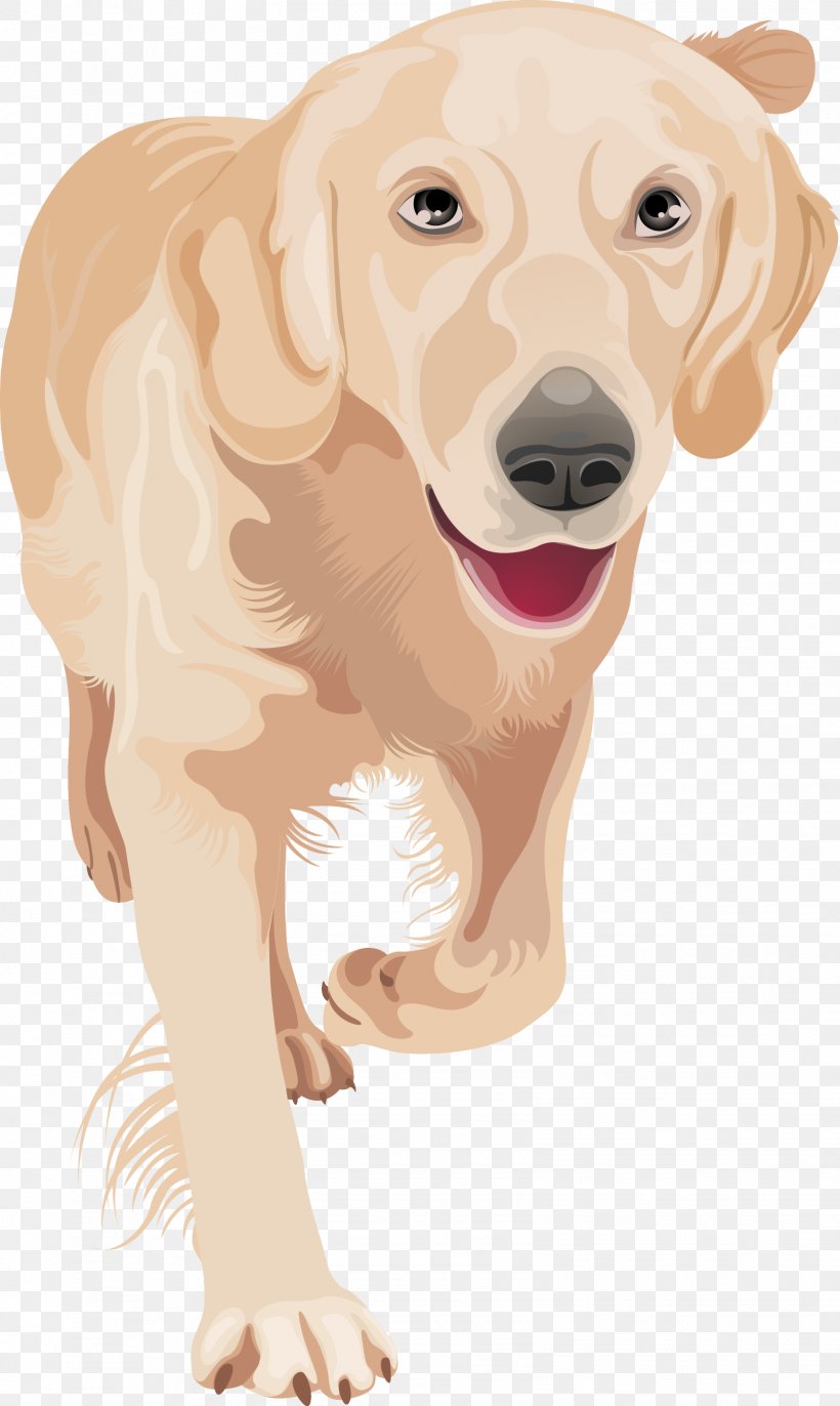 Golden Retriever Labrador Retriever Puppy, PNG, 1606x2688px, Golden Retriever, Carnivoran, Companion Dog, Dog, Dog Breed Download Free