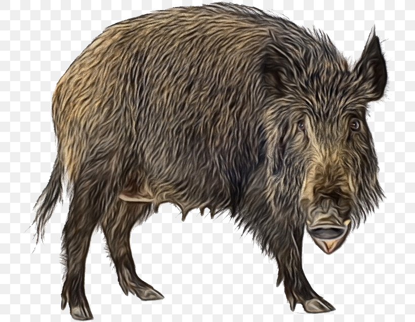Wild Boar Peccary Cattle Mammal Fauna, PNG, 746x635px, Wild Boar, Animal, Animal Figure, Boar, Cattle Download Free