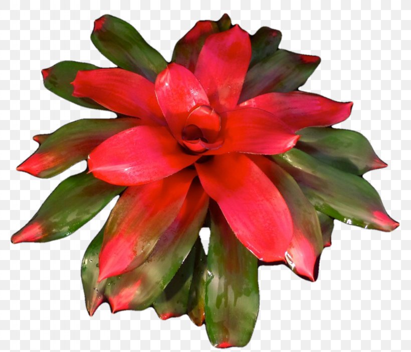 Cut Flowers Flowering Plant Annual Plant, PNG, 1280x1100px, Cut Flowers, Annual Plant, Flower, Flowering Plant, Plant Download Free