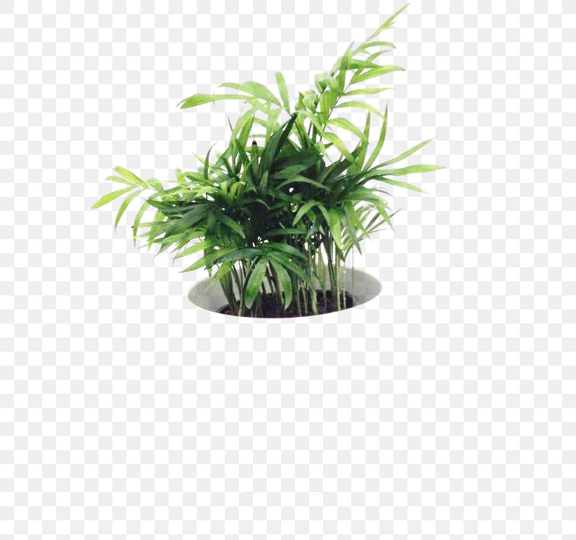 Flowerpot Houseplant Herb Tree, PNG, 768x768px, Flowerpot, Grass, Herb, Houseplant, Plant Download Free