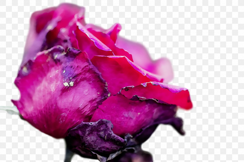 Garden Roses, PNG, 1920x1280px, Watercolor, Cabbage Rose, Closeup, Cut Flowers, Flower Download Free