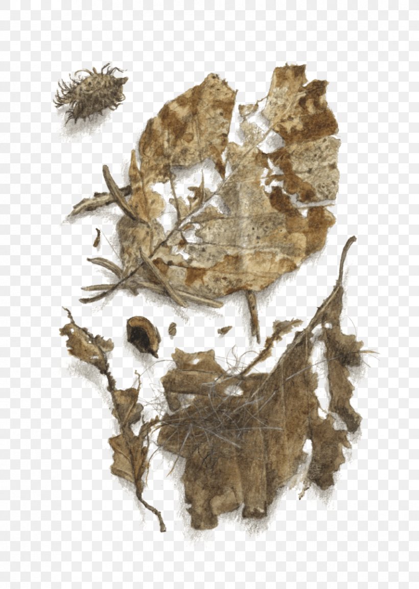 Human Skeleton Leaf Invertebrate Tree, PNG, 852x1200px, Human Skeleton, European Beech, Fire Salamander, Foot, Homo Sapiens Download Free