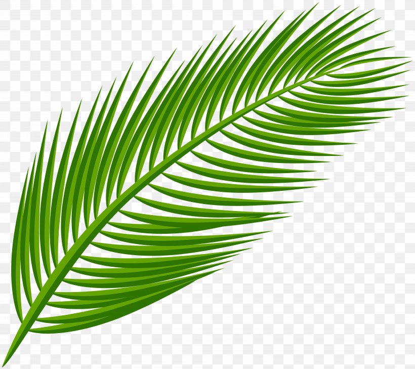 Palm Branch Arecaceae Palm-leaf Manuscript Clip Art, PNG, 8000x7115px, Palm Branch, Arecaceae, Arecales, Art, Grass Download Free