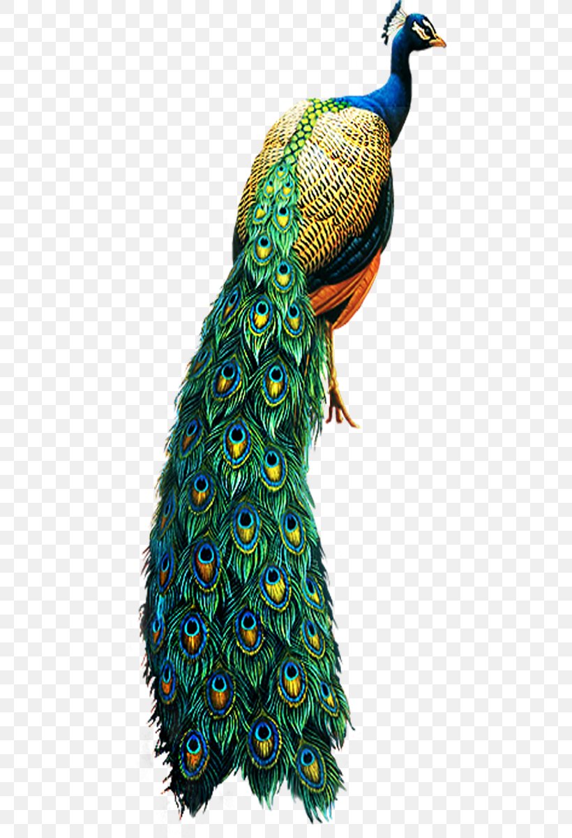 Asiatic Peafowl Bird Clip Art, PNG, 462x1200px, Bird, Beak, Feather, Galliformes, Painting Download Free