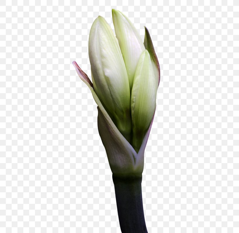 Flower Clip Art, PNG, 366x800px, Flower, Art, Blog, Bud, Computer Download Free