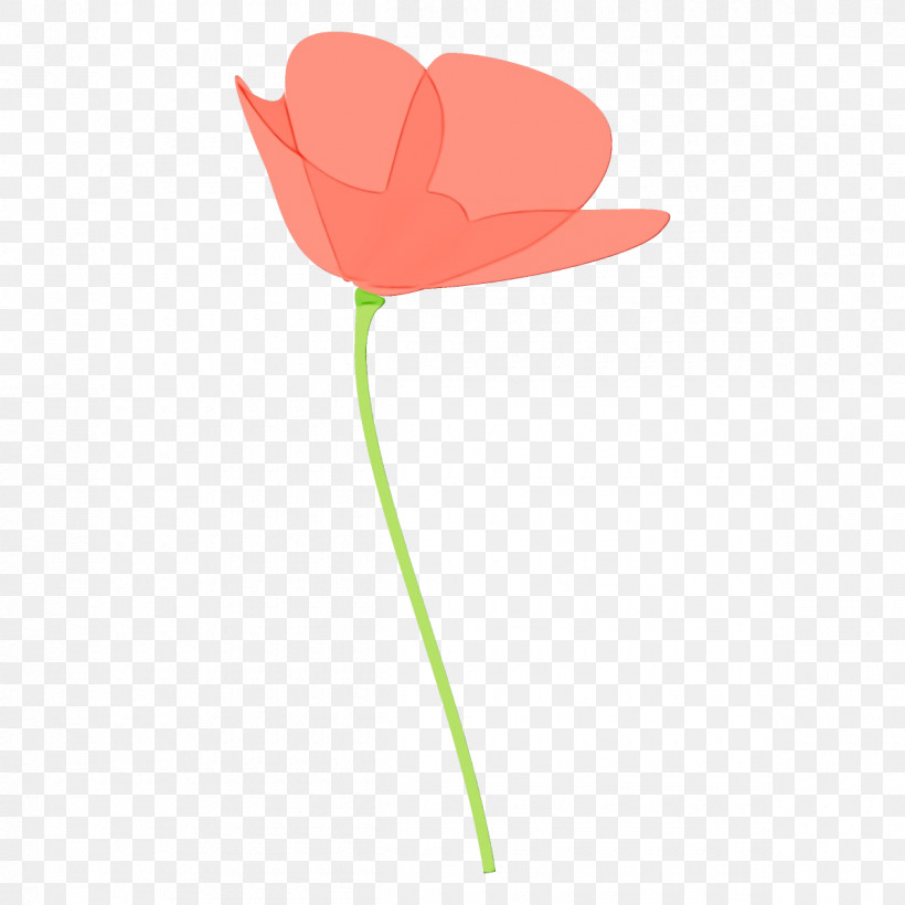 Tulip Flower Plant Pink Petal, PNG, 1200x1200px, Poppy Flower, Coquelicot, Flower, Leaf, Paint Download Free
