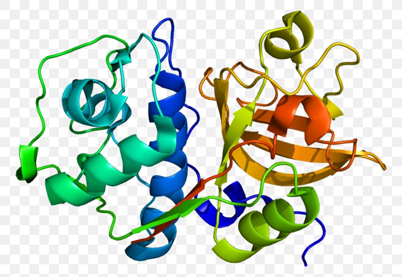 Cathepsin S Organism Protein Protease, PNG, 800x566px, Cathepsin, Artwork, Biology, Cell, Cystatin C Download Free