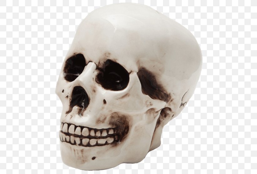 Skull Skeleton Piggy Bank Coin, PNG, 555x555px, Skull, Bank, Bone, Ceramic, Coin Download Free