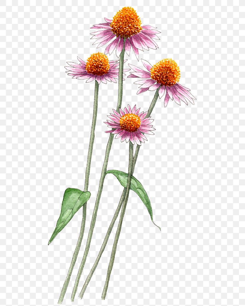 Common Daisy Daisy Family Aster Plants, PNG, 513x1024px, Common Daisy, Alpine Aster, Aster, Asterales, Botany Download Free