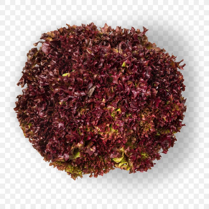 Color Earl Grey Tea Wine Purple Leaf, PNG, 1500x1500px, Color, Earl Grey Tea, Green, Herb, Leaf Download Free