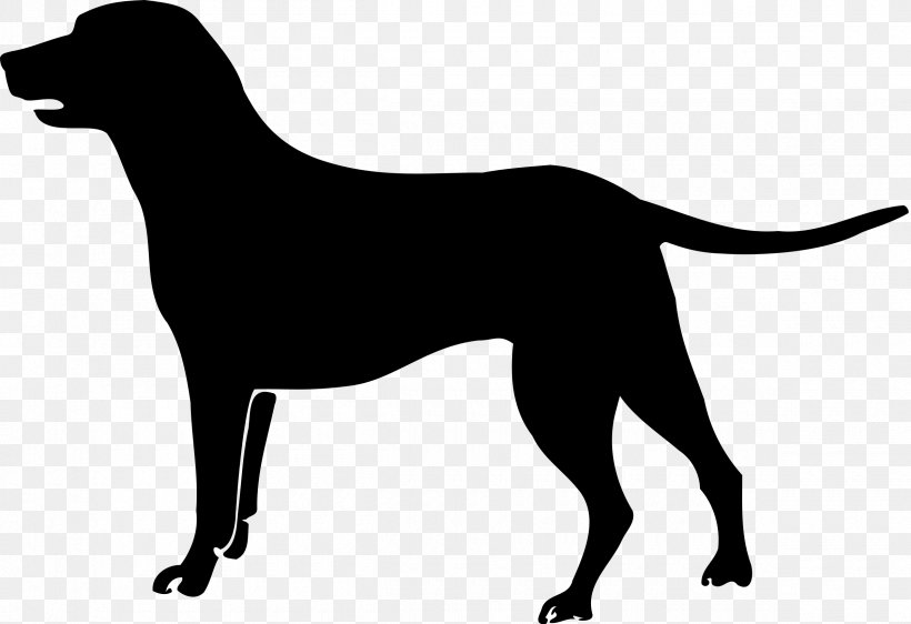 Labrador Retriever Puppy Poodle Golden Retriever Havanese Dog, PNG, 2400x1645px, Labrador Retriever, Bichon, Bichon Frise, Borador, Canidae Download Free