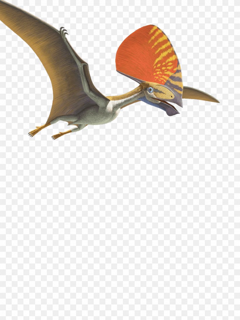 Tupandactylus Pteranodon Pterosaurs Flying Reptiles Pterodaustro, PNG, 1024x1365px, Tupandactylus, Age Of Dinosaurs, American Museum Of Natural History, Beak, Bird Download Free
