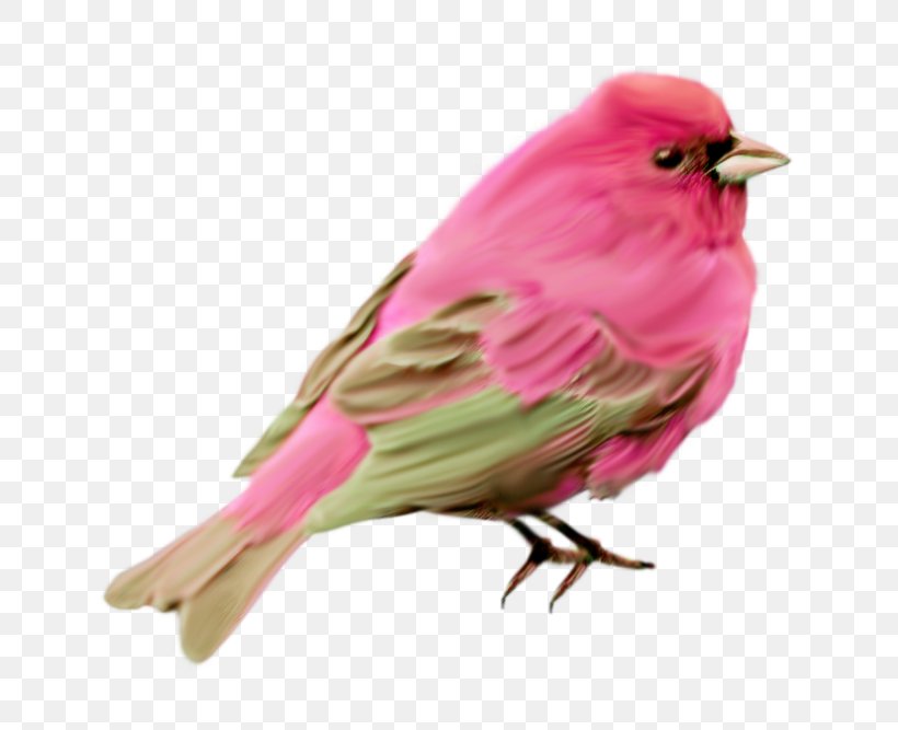 Bird Finch Clip Art, PNG, 800x667px, Bird, Beak, Blood, Emberizidae, Feather Download Free