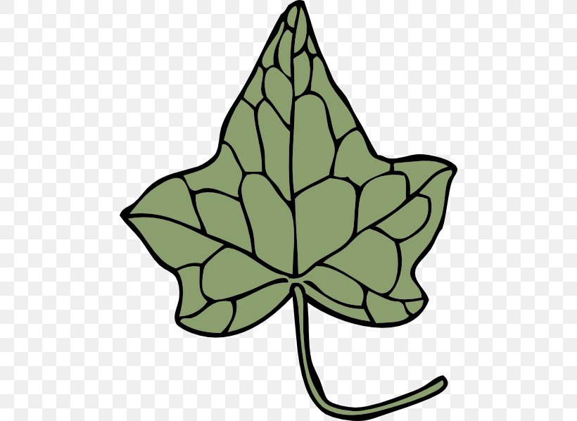 Ivy Vine Clip Art, PNG, 480x598px, Ivy, Artwork, Drawing, Flora, Flower Download Free