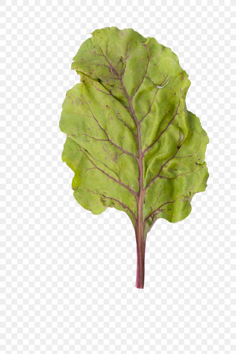 Leaf Common Beet Photosynthesis Plant Chard, PNG, 2832x4256px, Leaf, Beetroot, Breathing, Chard, Common Beet Download Free