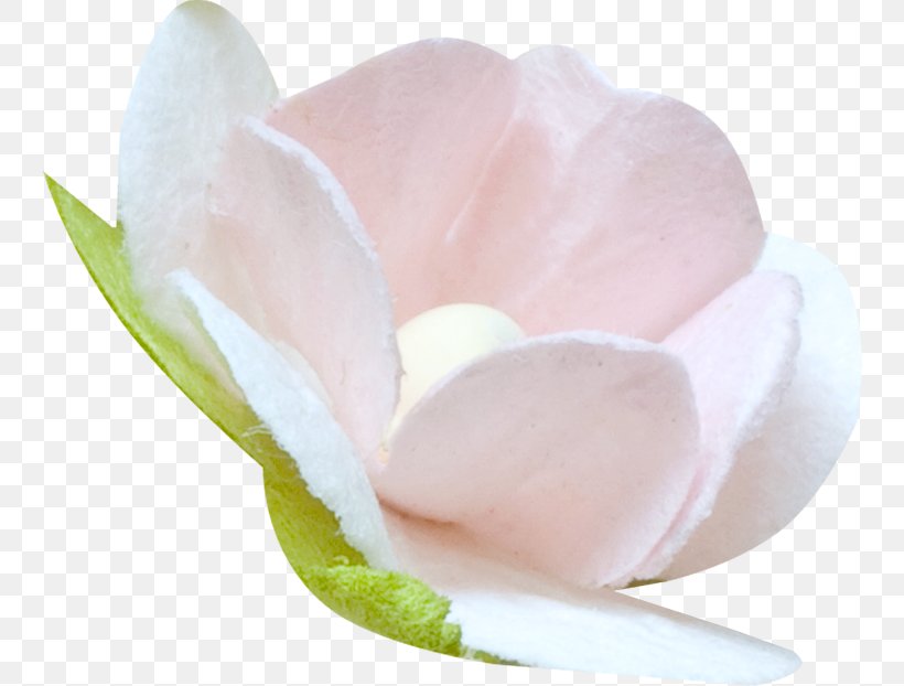 Peach, PNG, 744x622px, Peach, Flower, Petal Download Free