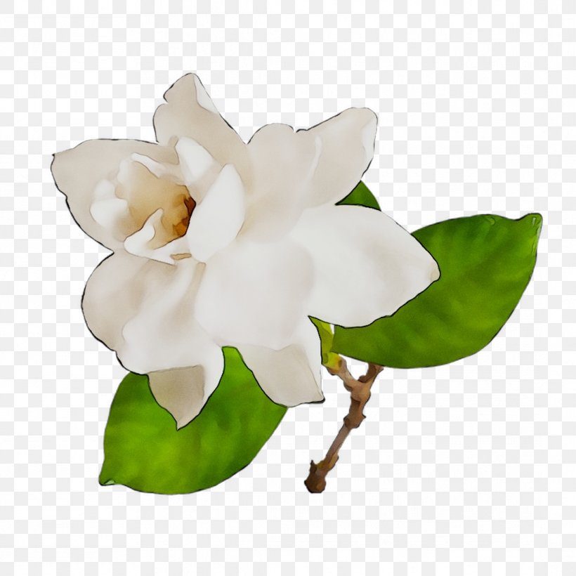 Cape Jasmine Image Vector Graphics Gardenia Thunbergia Stock Photography, PNG, 1089x1089px, Cape Jasmine, Blossom, Flower, Flowering Plant, Gardenia Download Free