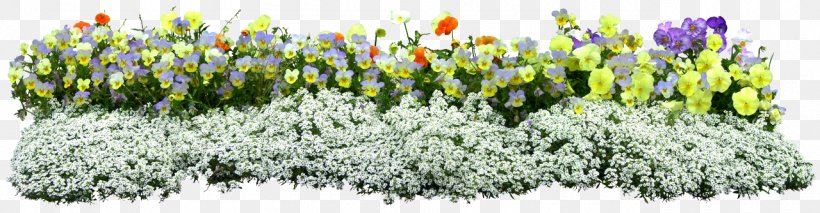 Flower Download Plant, PNG, 1280x334px, Flower, Cut Flowers, English Lavender, Flower Garden, Flowering Plant Download Free