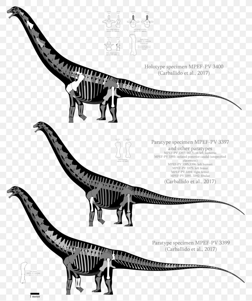 Patagotitan Velociraptor Dinosaur Size Argentinosaurus Malawisaurus, PNG, 815x981px, Patagotitan, Argentinosaurus, Black And White, Dinosaur, Dinosaur Size Download Free