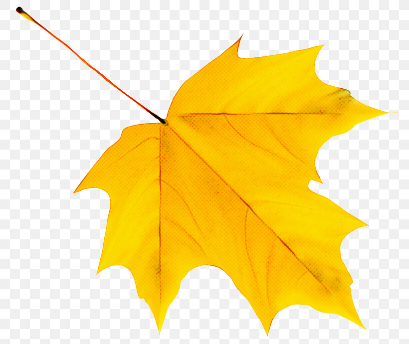 Cartoon Autumn Leaf Color Silhouette Autumn Leaf, PNG, 800x690px, Cartoon, Autumn, Autumn Leaf Color, Leaf, Silhouette Download Free