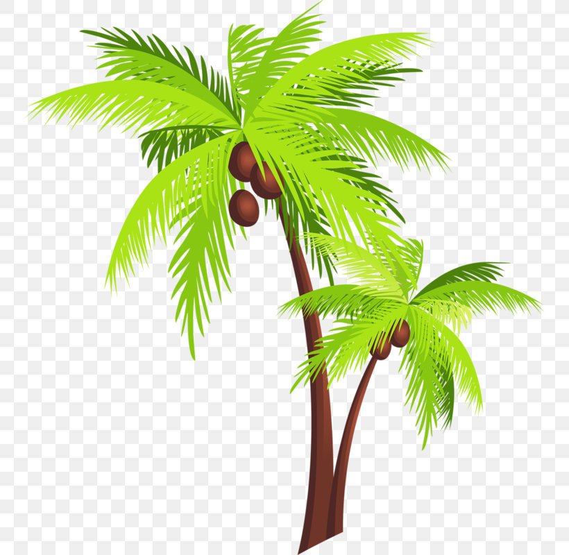 Coconut Tree Arecaceae Clip Art, PNG, 751x800px, Coconut, Arecaceae, Arecales, Borassus Flabellifer, Branch Download Free
