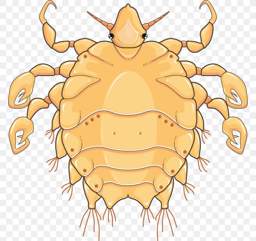 Crab Louse Dungeness Crab Phthirus Pubis Infestation Infectious Disease, PNG, 768x772px, Crab Louse, Art, Arthropod, Artwork, Claw Download Free
