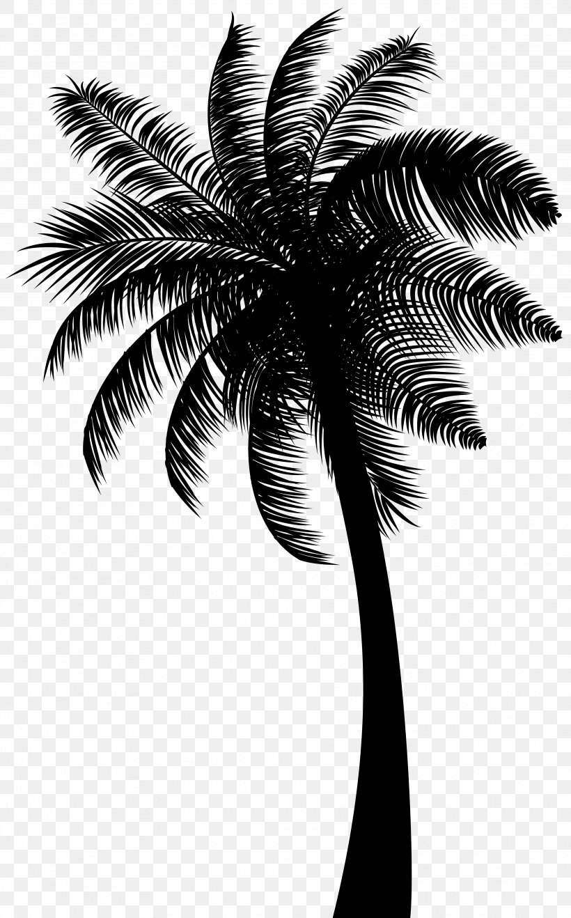 Asian Palmyra Palm Babassu Coconut Black & White, PNG, 3732x6000px, Asian Palmyra Palm, Arecales, Attalea, Attalea Speciosa, Babassu Download Free
