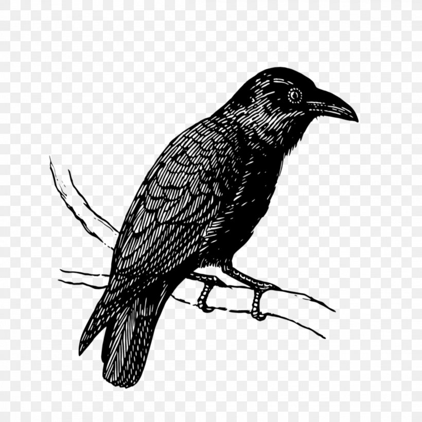 Bird Raven Crow Raven Beak, PNG, 2289x2289px, Bird, Beak, Crow, Crowlike Bird, Cuckoo Download Free