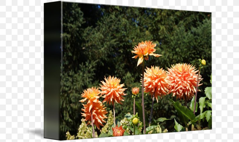 Dahlia Wildflower, PNG, 650x489px, Dahlia, Daisy Family, Flora, Flower, Flowering Plant Download Free