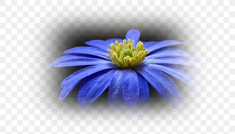 Desktop Wallpaper Flower, PNG, 699x468px, Flower, Anemone, Aster, Blue, Chrysanths Download Free