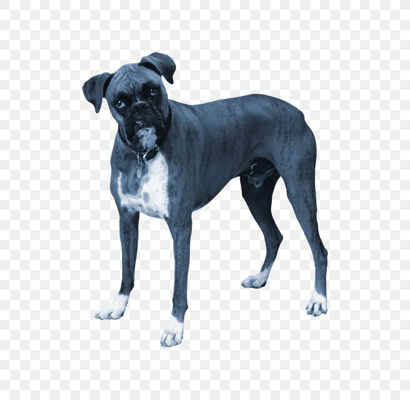 Dog Breed Cane Corso Bulldog Rare Breed (dog) Great Dane, PNG, 800x800px, Dog Breed, Breed Group Dog, Bulldog, Cane Corso, Carnivoran Download Free
