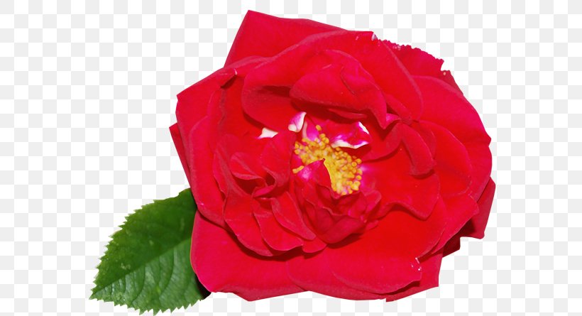 Garden Roses Centifolia Roses Rosa Chinensis Floribunda Petal, PNG, 600x445px, Garden Roses, Annual Plant, Centifolia Roses, China Rose, Cut Flowers Download Free