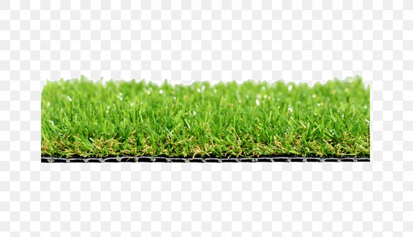 Grasses Lawn Wheatgrass Meadow Plant, PNG, 1600x920px, Grasses, Family, Grass, Grass Family, Lawn Download Free