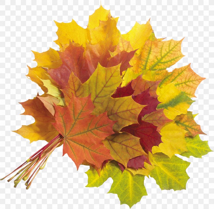 Autumn Leaf Clip Art, PNG, 1024x998px, Autumn, Deciduous, Drawing, Flowering Plant, Leaf Download Free