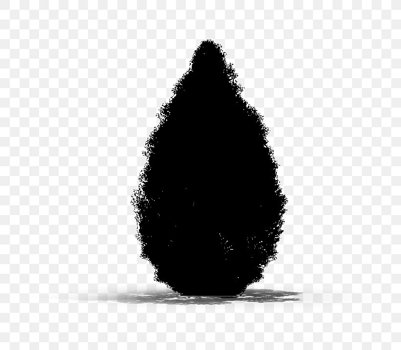 Black & White, PNG, 716x716px, Black White M, Black, Cypress Family, Pine Family, Plant Download Free