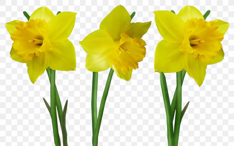 Flower Flowering Plant Plant Yellow Narcissus, PNG, 2524x1584px, Watercolor, Amaryllis Family, Cut Flowers, Flower, Flowering Plant Download Free