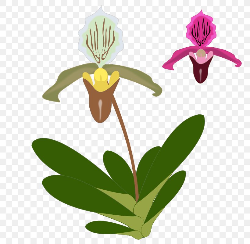 T-shirt Orchids Paphiopedilum Clip Art, PNG, 800x800px, Tshirt, Cattleya Orchids, Flora, Floral Design, Floristry Download Free