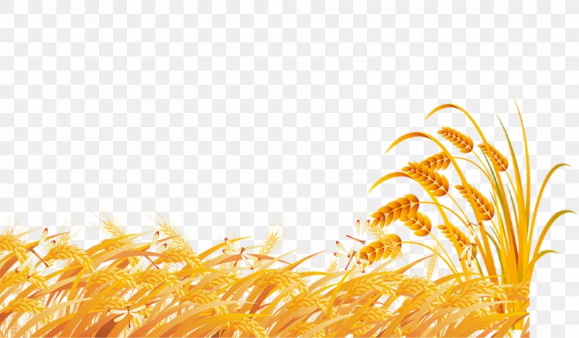 Wheat Fundal, PNG, 3552x2077px, Wheat, Commodity, Coreldraw, Dwg, Food Grain Download Free
