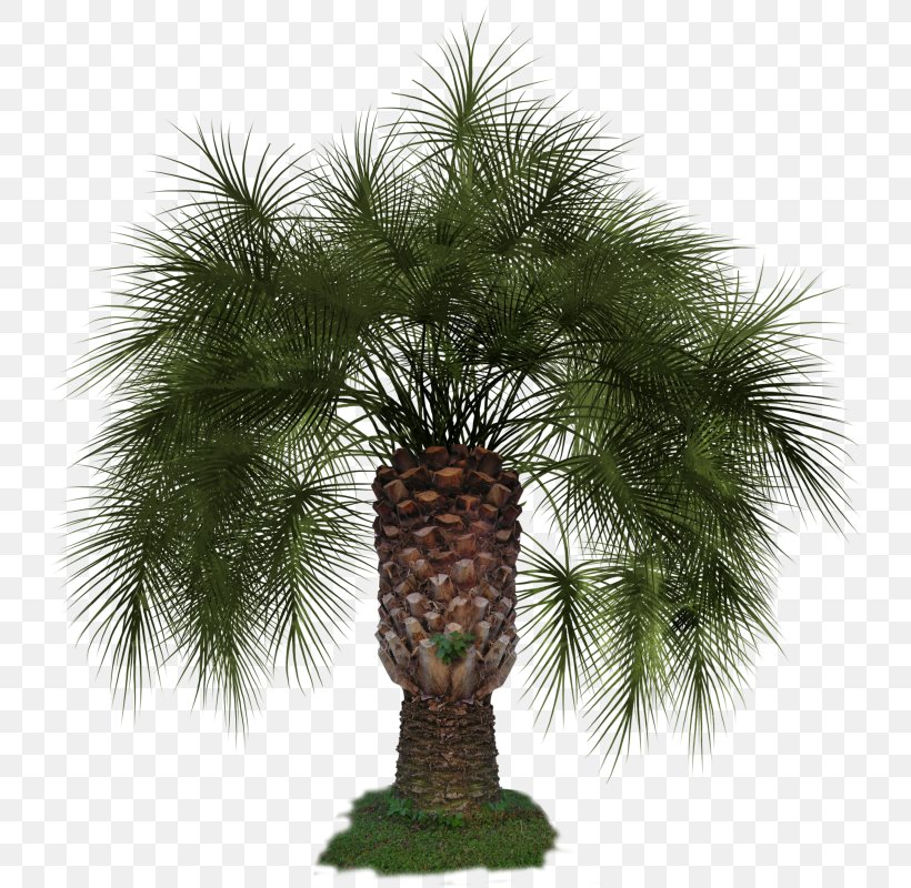 Arecaceae Asian Palmyra Palm Clip Art, PNG, 736x800px, Arecaceae, Arecales, Asian Palmyra Palm, Borassus, Borassus Flabellifer Download Free