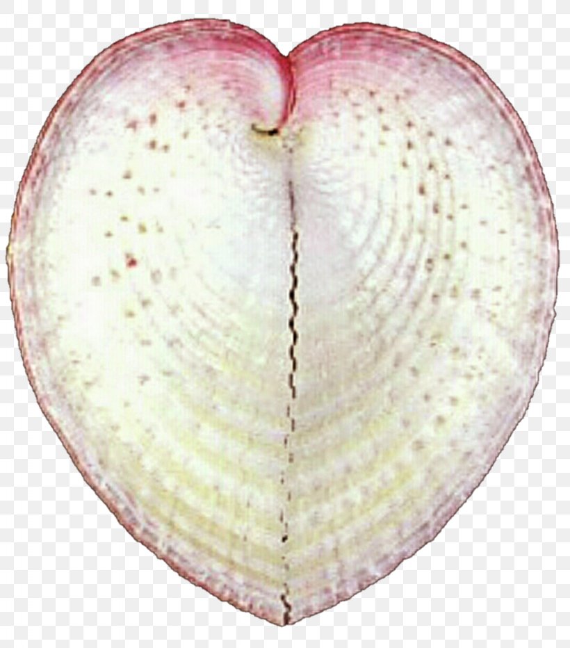 Cockle Oyster Giant Clam Scallop, PNG, 1024x1165px, Cockle, Clam, Giant Clam, Heart, Life Download Free