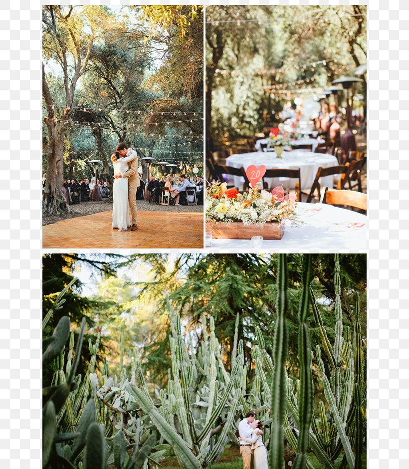 Floral Design Wedding Photography Bridegroom, PNG, 725x940px, Floral Design, Aisle, Bride, Bridegroom, Cactaceae Download Free